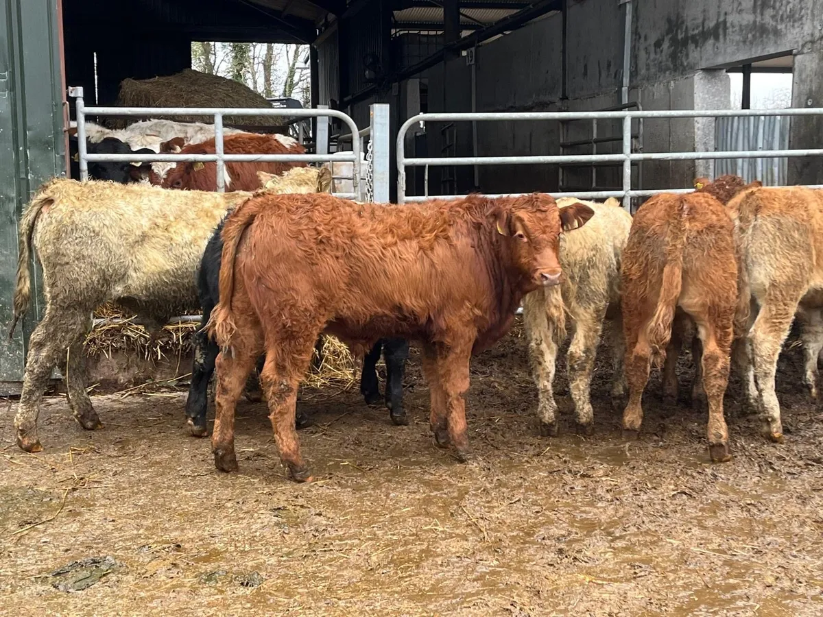 10 u grade continental bull weanlings - Image 1