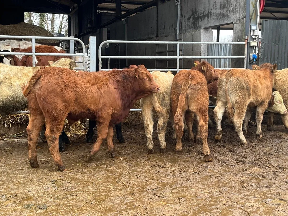 10 u grade continental bull weanlings - Image 2