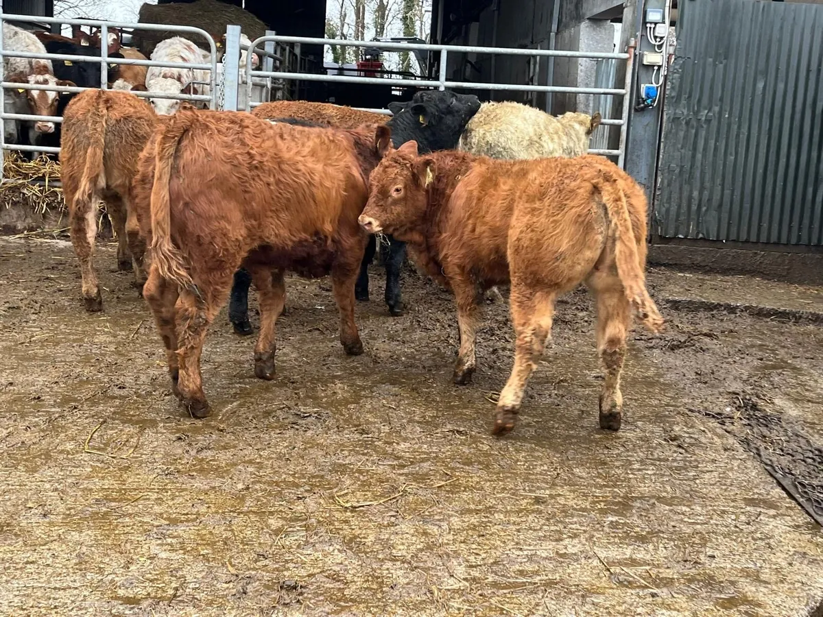 10 u grade continental bull weanlings - Image 3