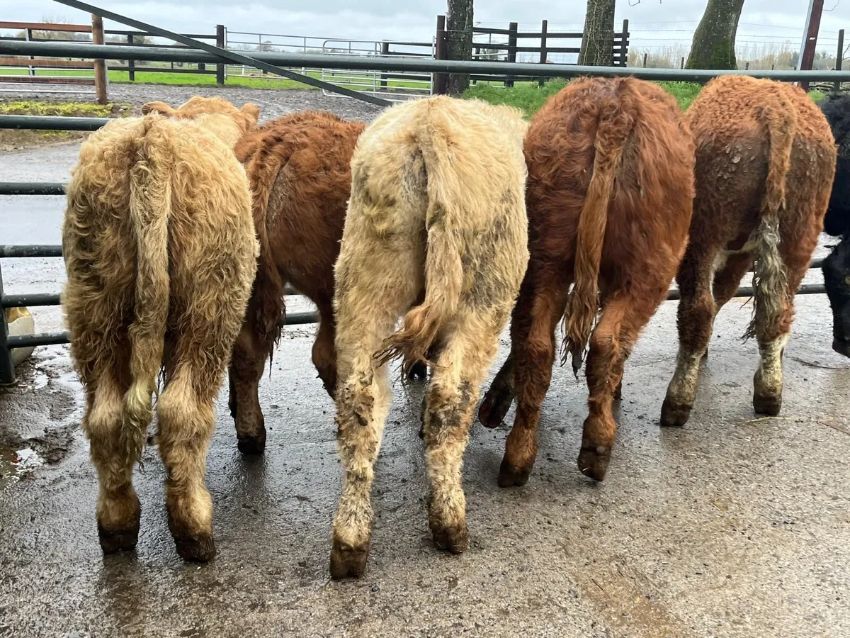 10 u grade continental bull weanlings - Image 4
