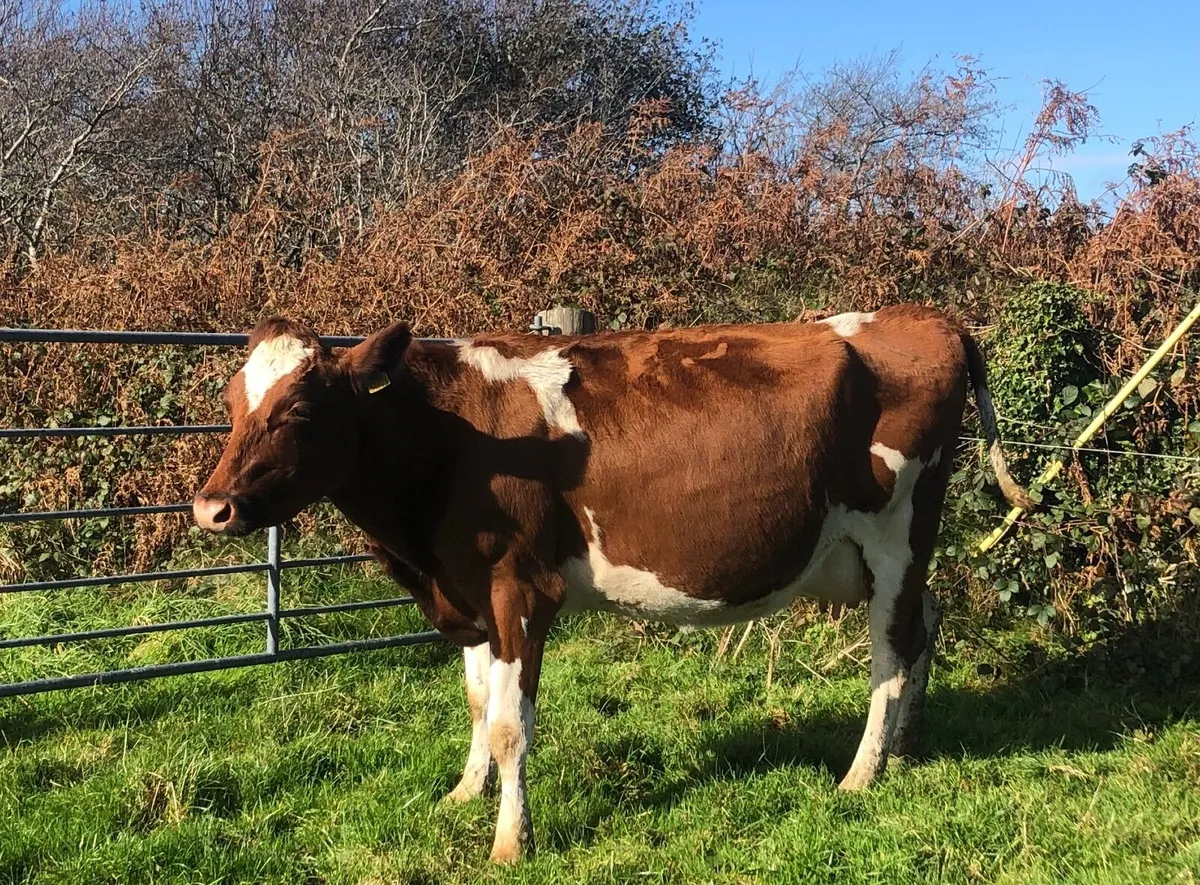 Young Per Fr Cows,  late calvers + empty - Image 1