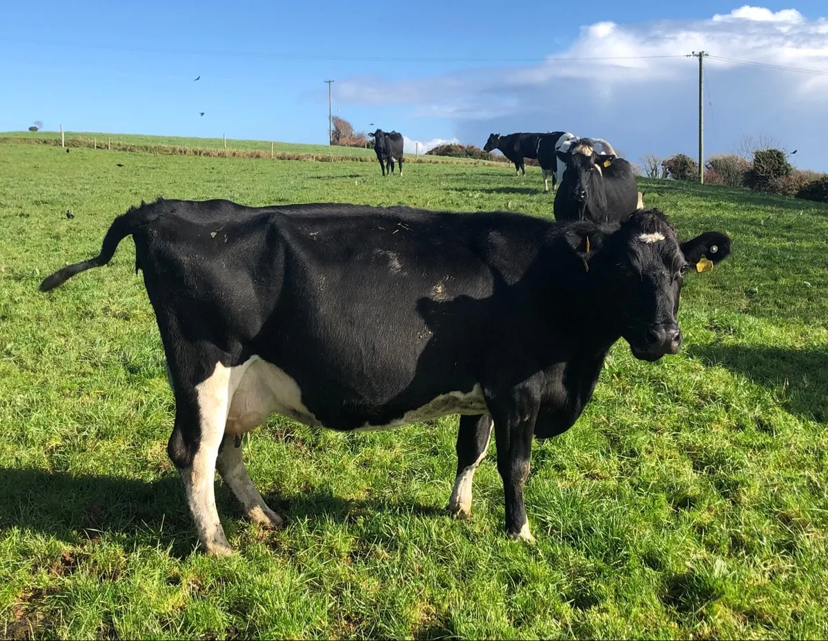 Young Per Fr Cows,  late calvers + empty - Image 4