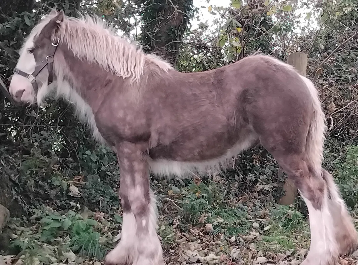Top class sliver dappled colt foal