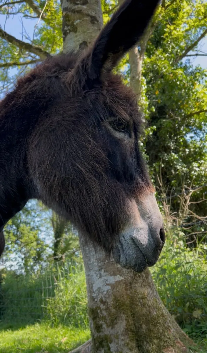 Rehoming to very kind Donkeys - Image 2