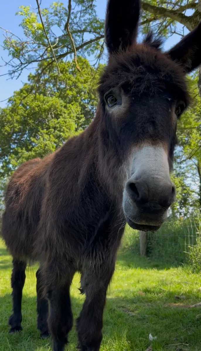 Rehoming to very kind Donkeys - Image 1
