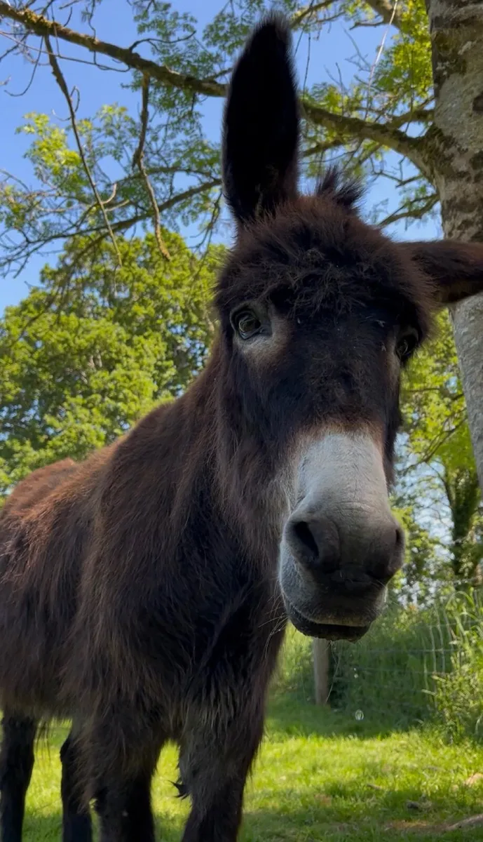 Rehoming to very kind Donkeys - Image 3
