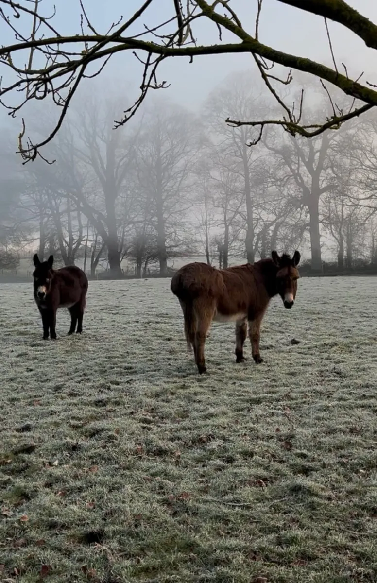 Rehoming to very kind Donkeys - Image 4