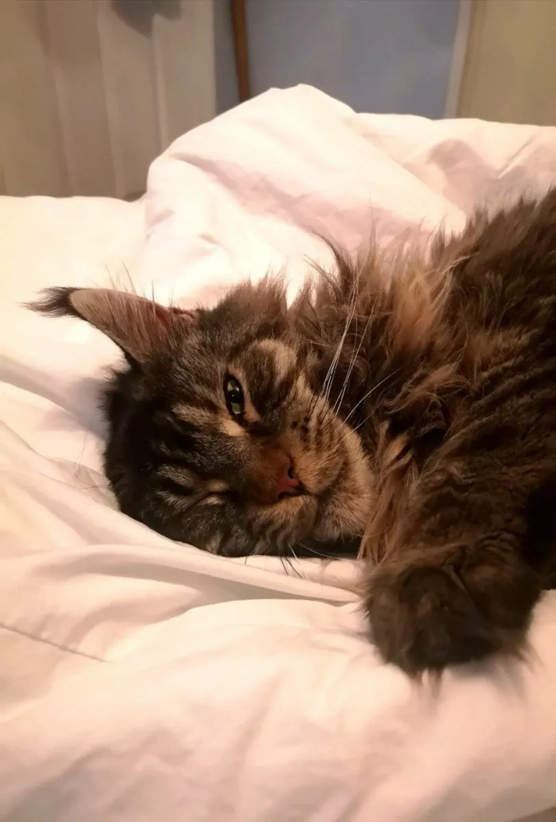 2 Maine Coon Cats Registered - Image 2