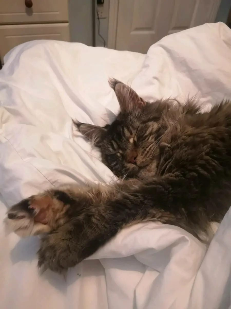 2 Maine Coon Cats Registered - Image 3