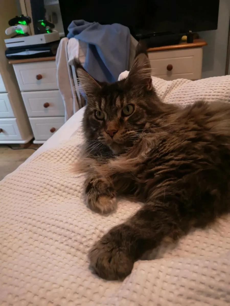 2 Maine Coon Cats Registered - Image 4