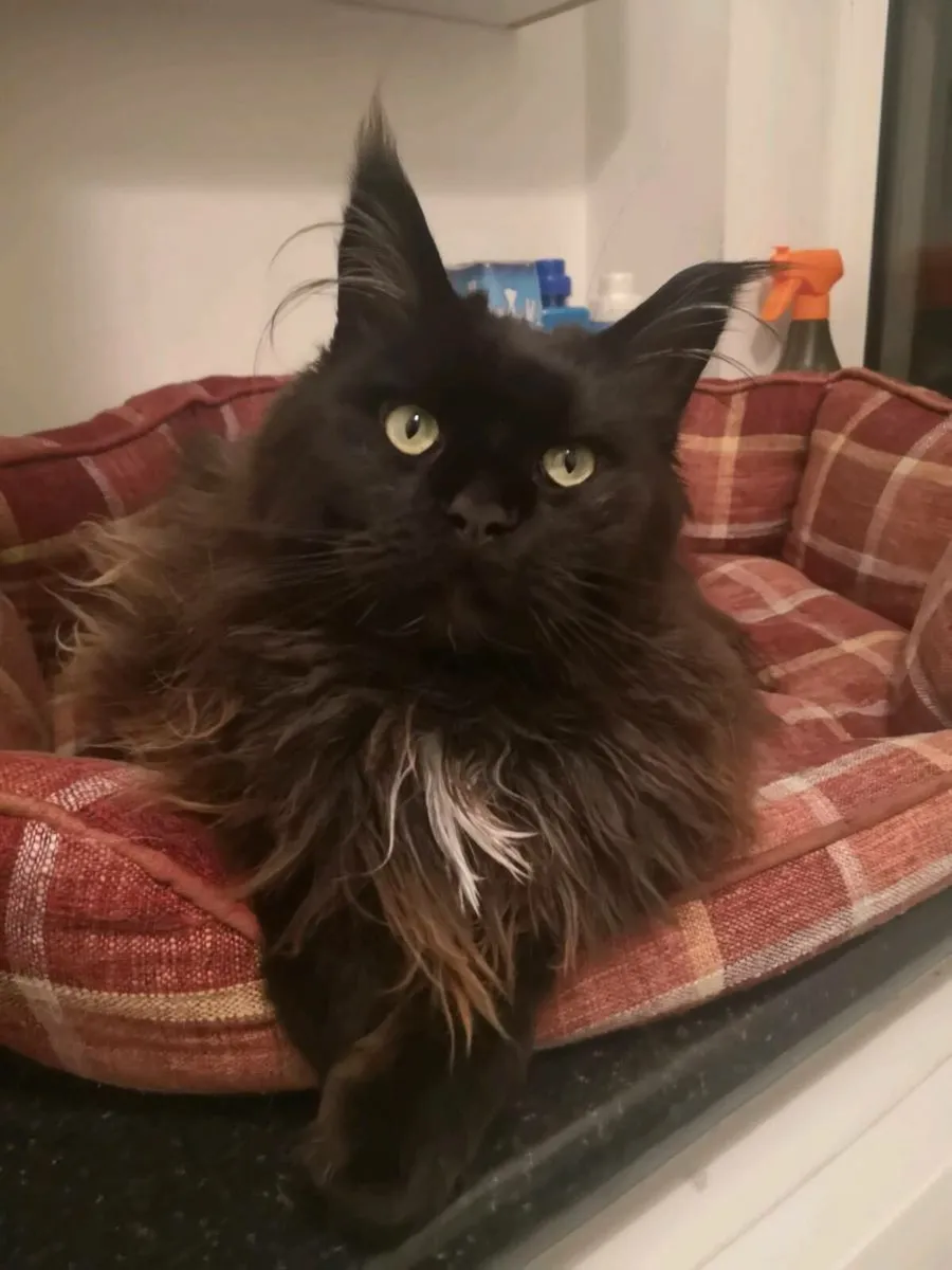 2 Maine Coon Cats Registered - Image 1