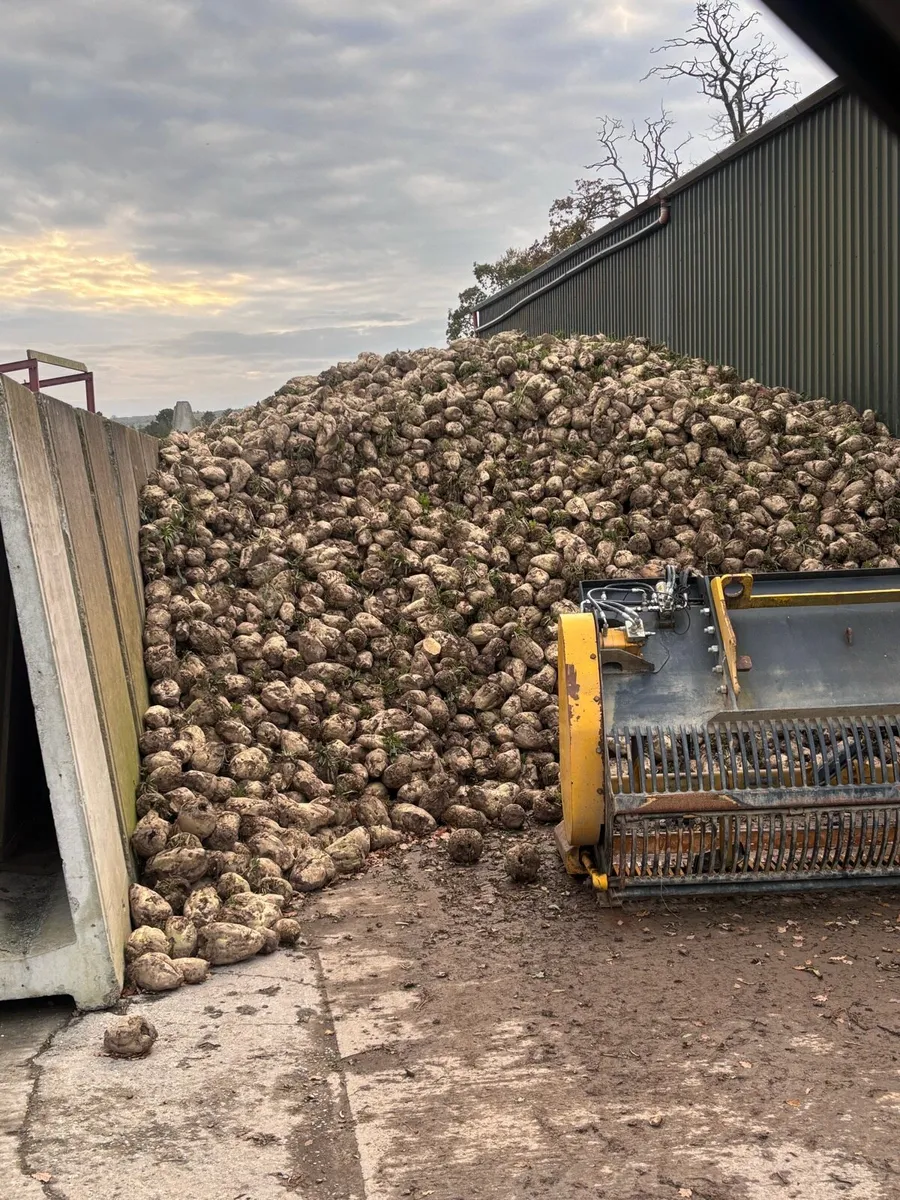 Fodder beet - Image 1