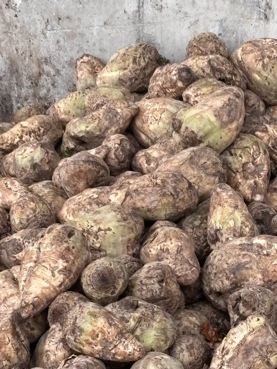 Fodder beet - Image 2