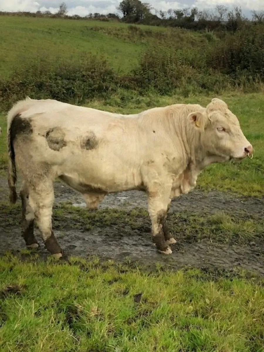 5* Pedigree Charolais Bull - Image 2