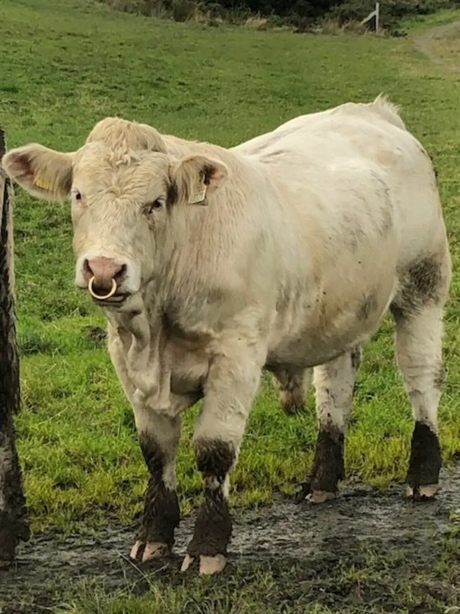 5* Pedigree Charolais Bull - Image 1