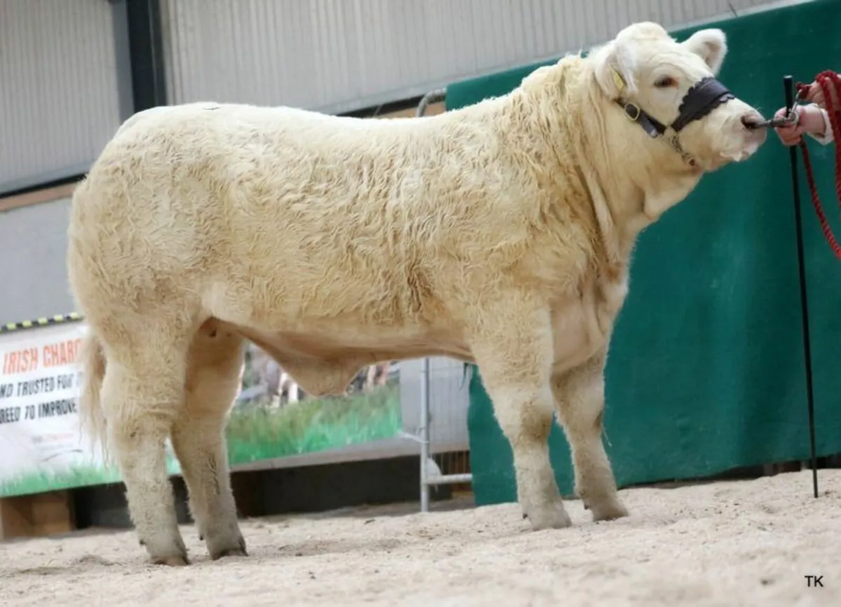 5* Pedigree Charolais Bull - Image 4
