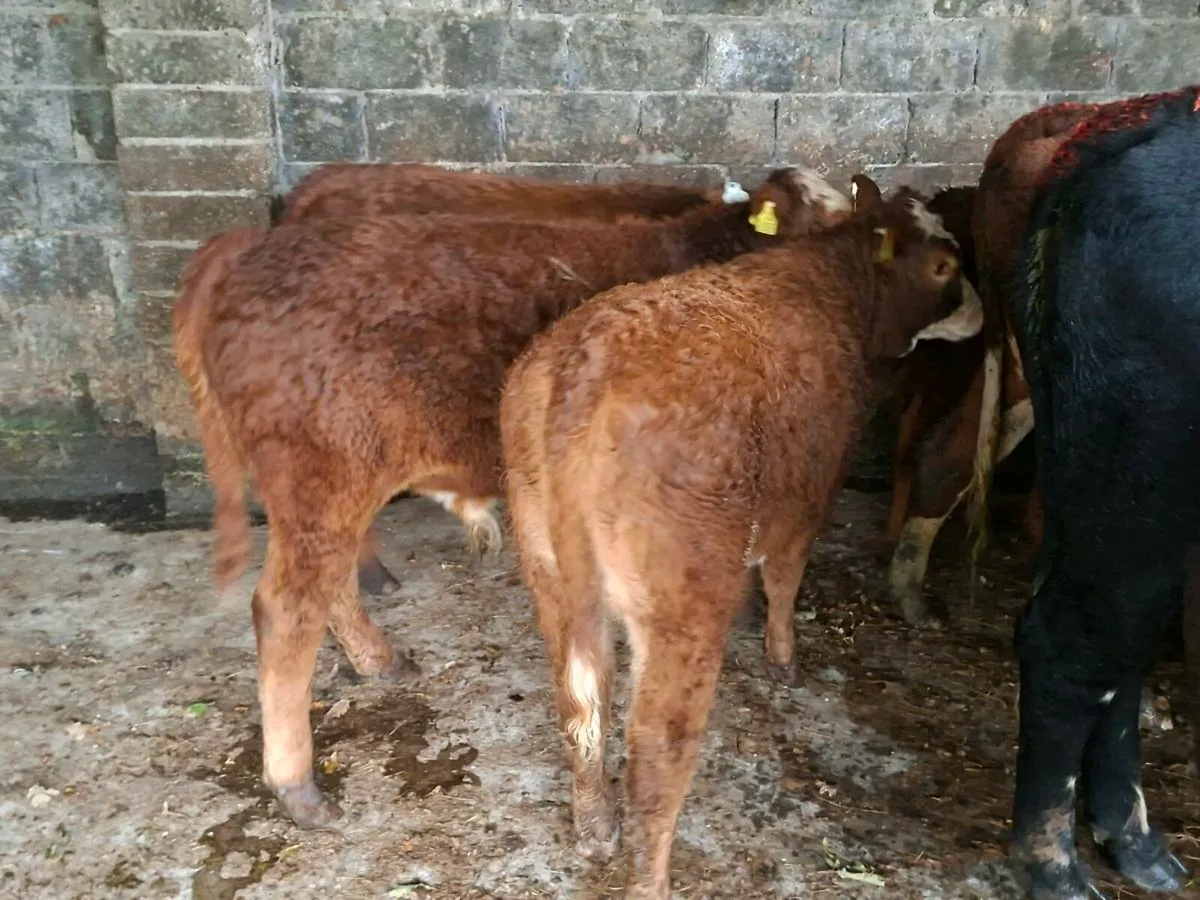 Limousine weanlings - Image 3