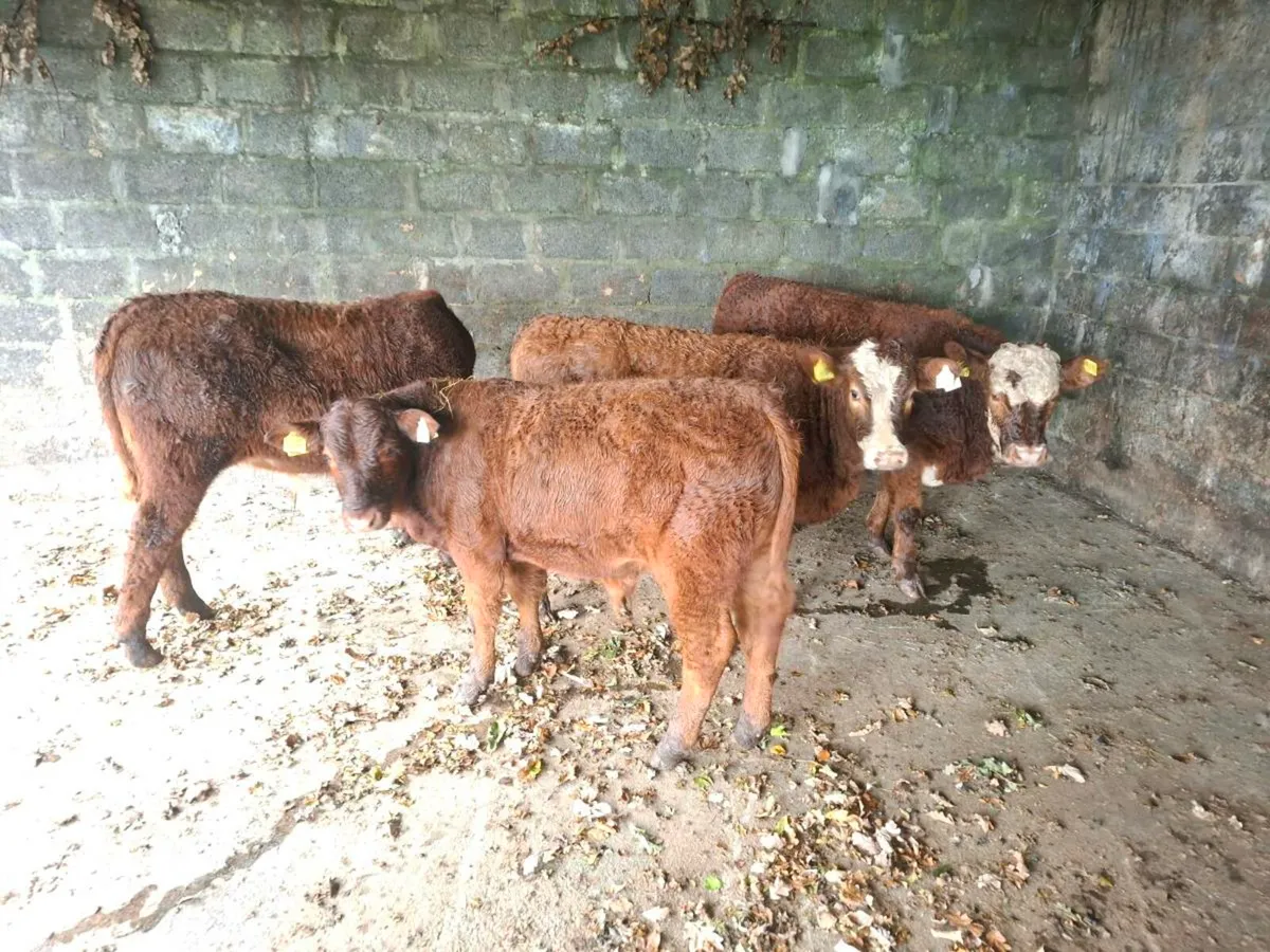 Limousine weanlings - Image 1