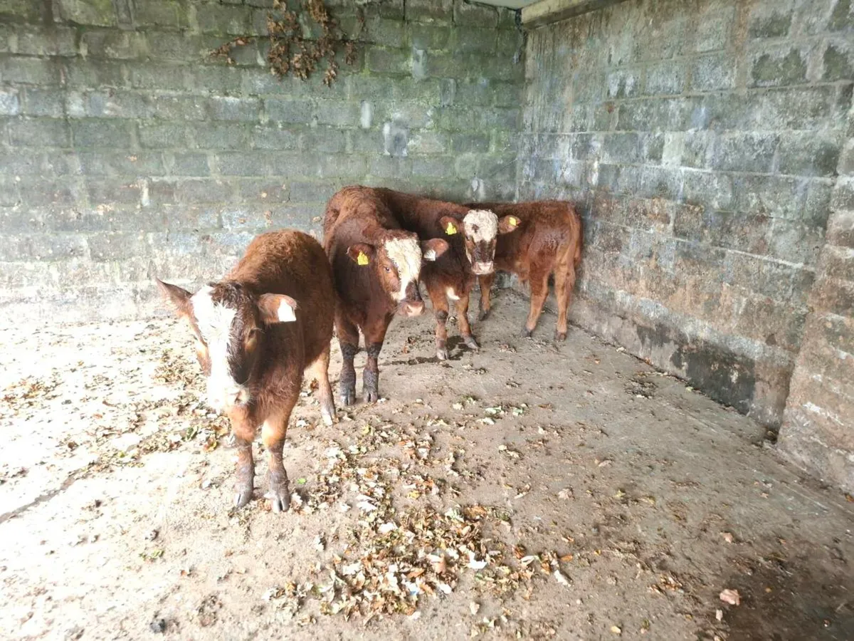 Limousine weanlings - Image 4