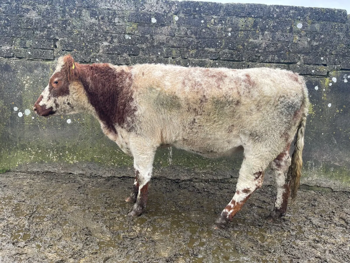 Shorthorn X Simmental heifer - Image 1