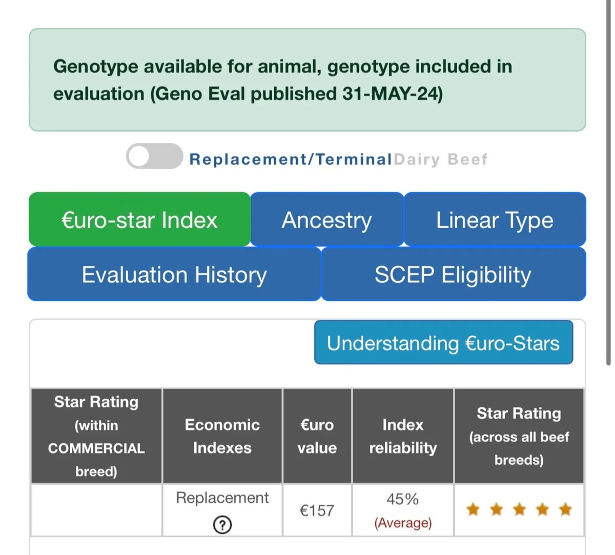 Shorthorn X Simmental heifer - Image 2