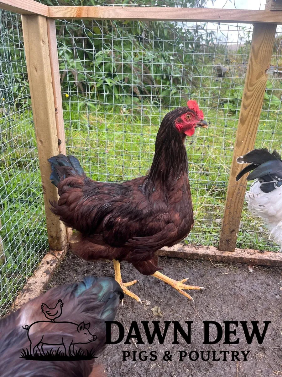 Pure breed poultry - Image 1