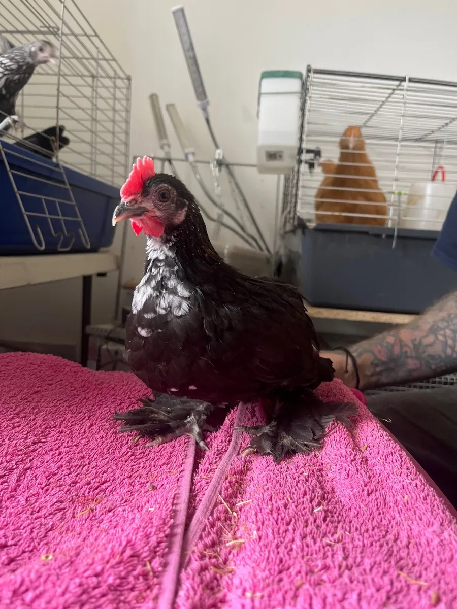 Pure breed poultry - Image 2