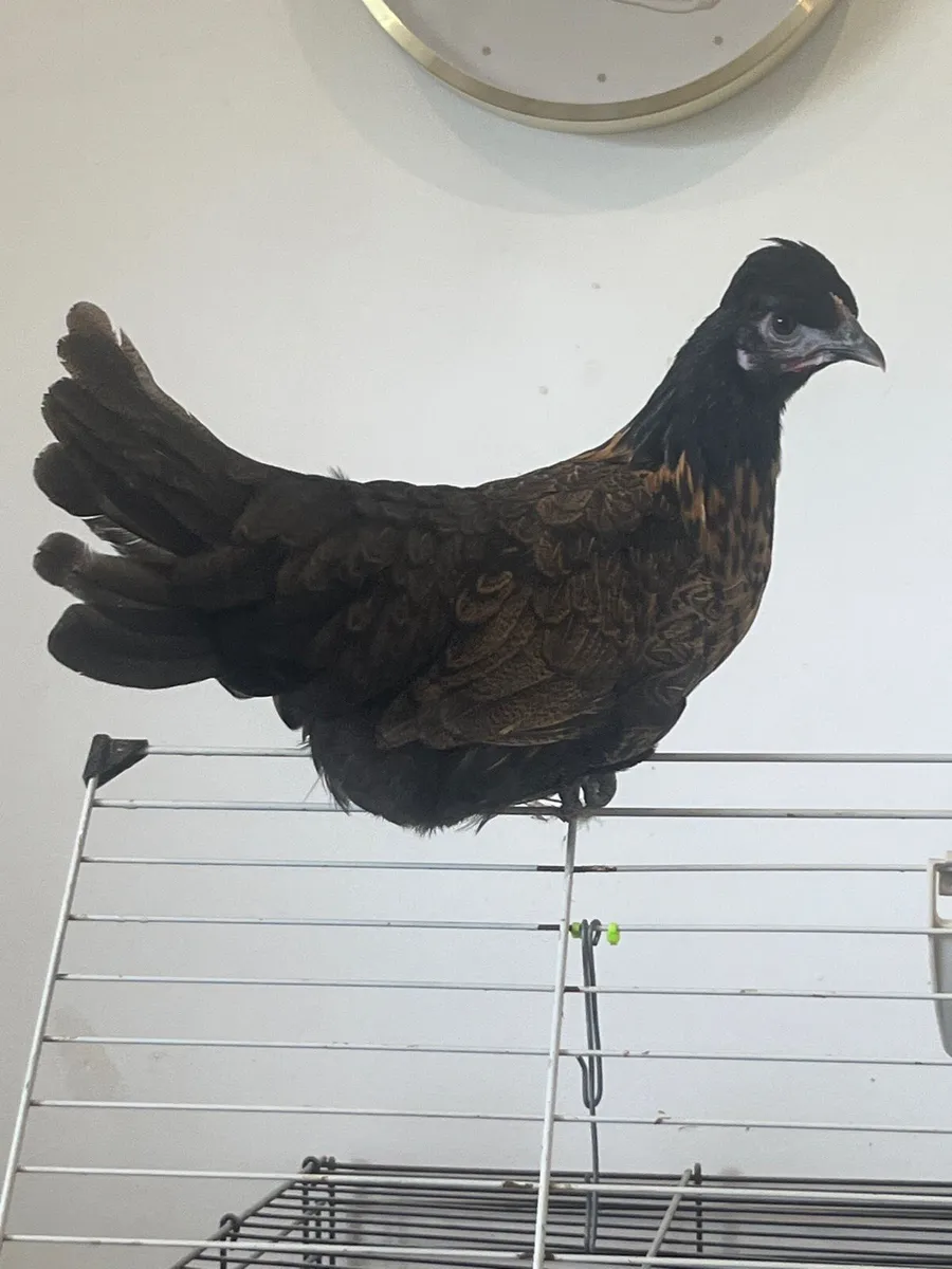 Pure breed poultry - Image 3