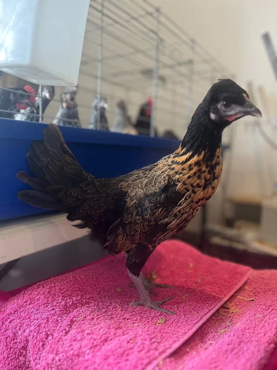 Pure breed poultry - Image 4