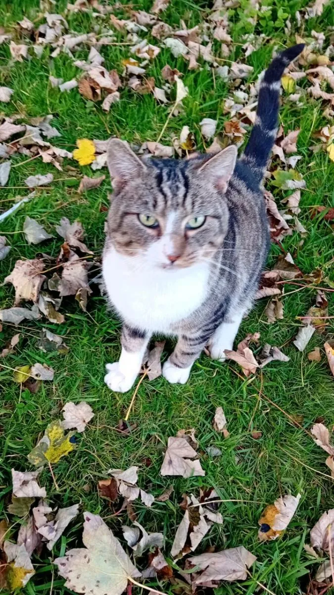 Outdoor cat
