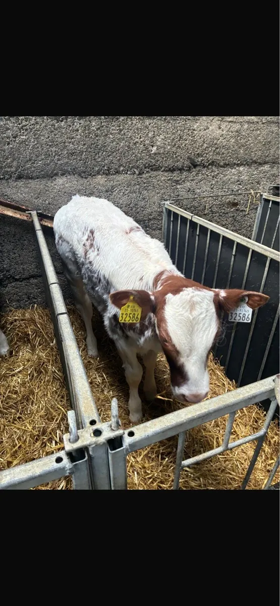 Super AI bred blue calves - Image 1