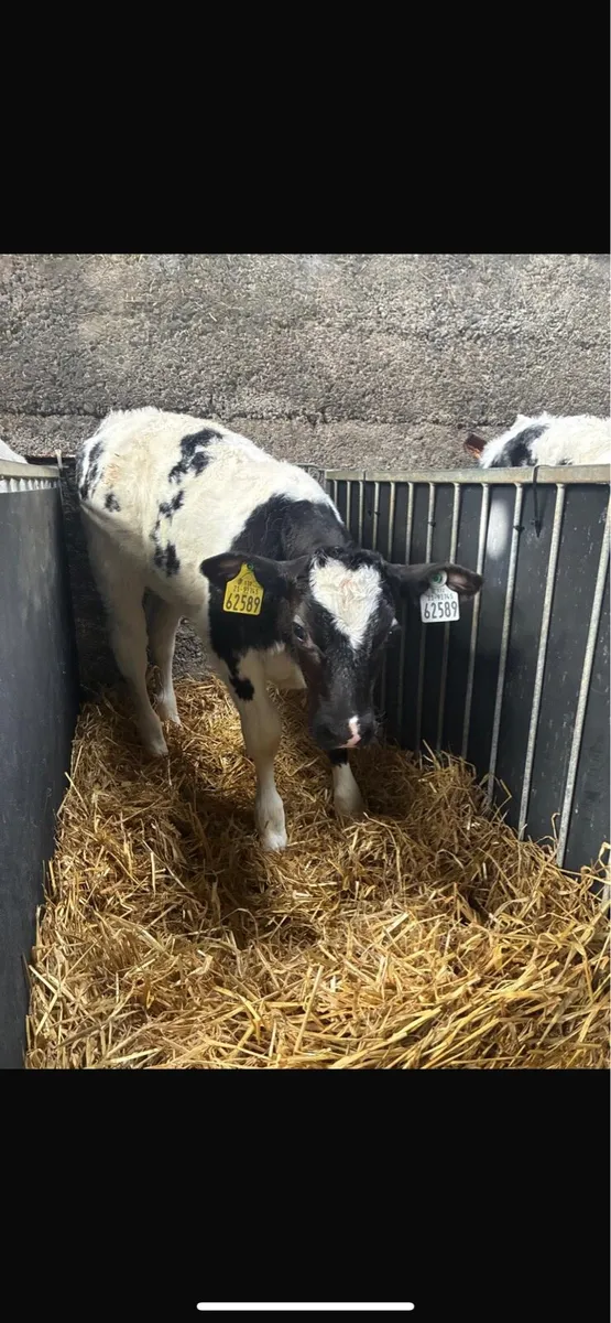 Super AI bred blue calves - Image 2