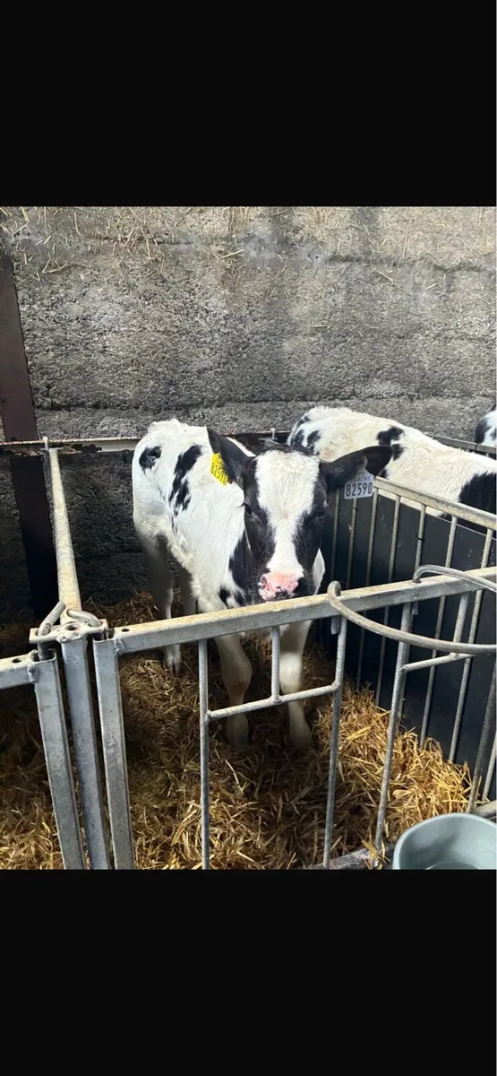 Super AI bred blue calves - Image 3