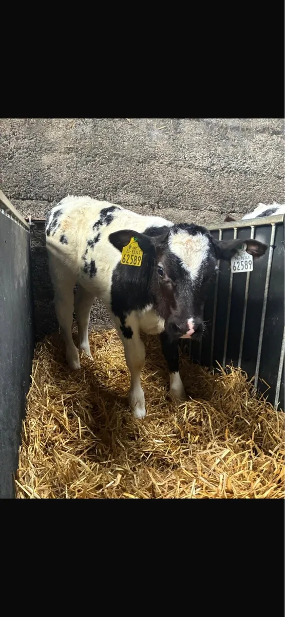 Super AI bred blue calves - Image 4