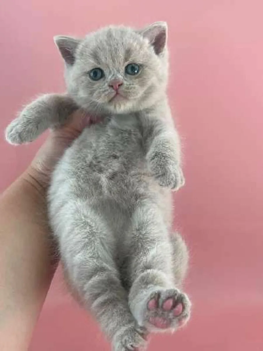 British shorthair kittens 🥰 - Image 1