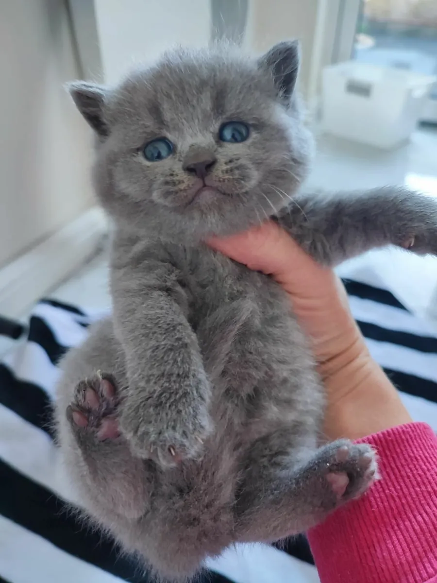 British shorthair kittens 🥰 - Image 2