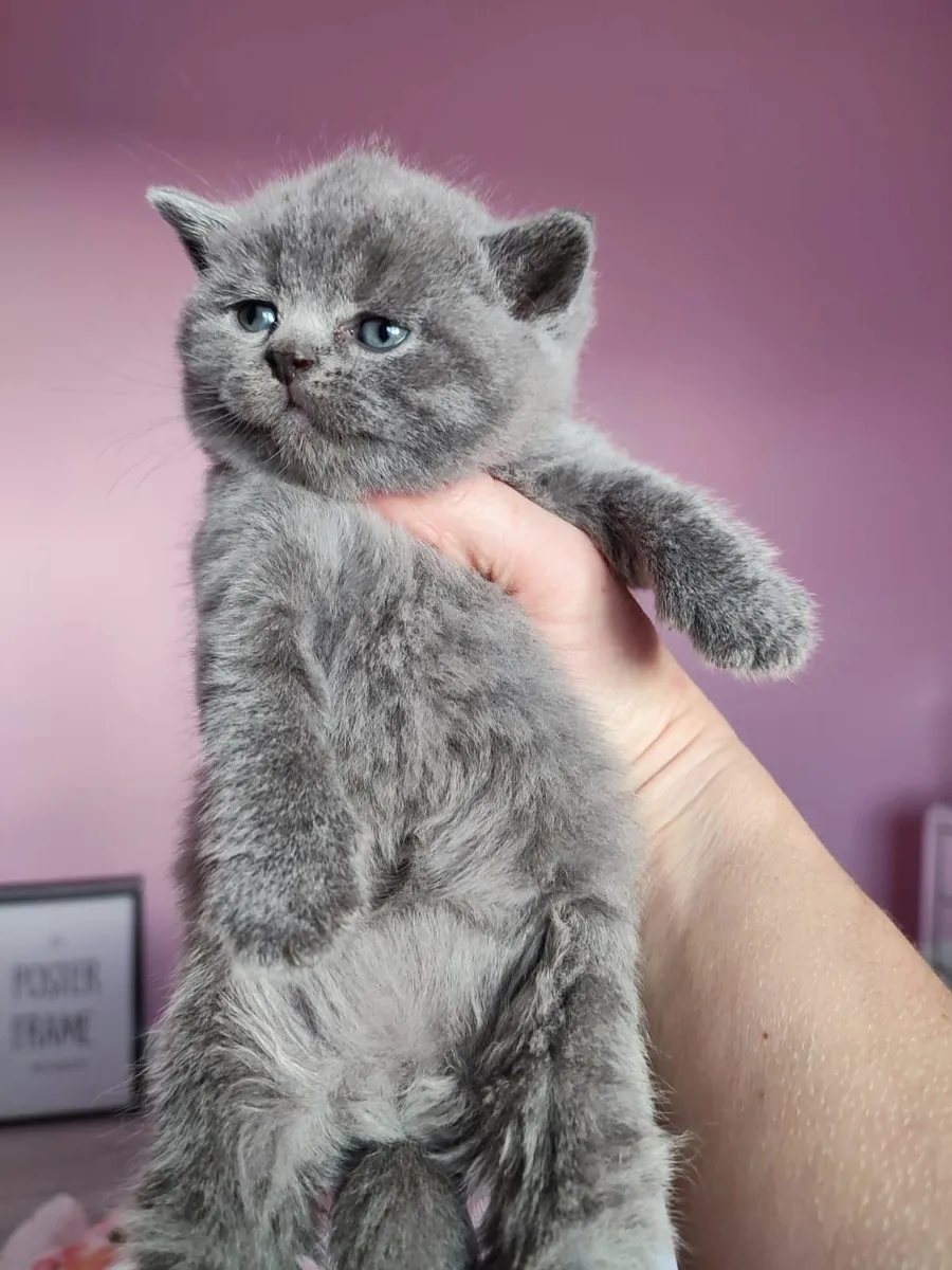 British shorthair kittens 🥰 - Image 3