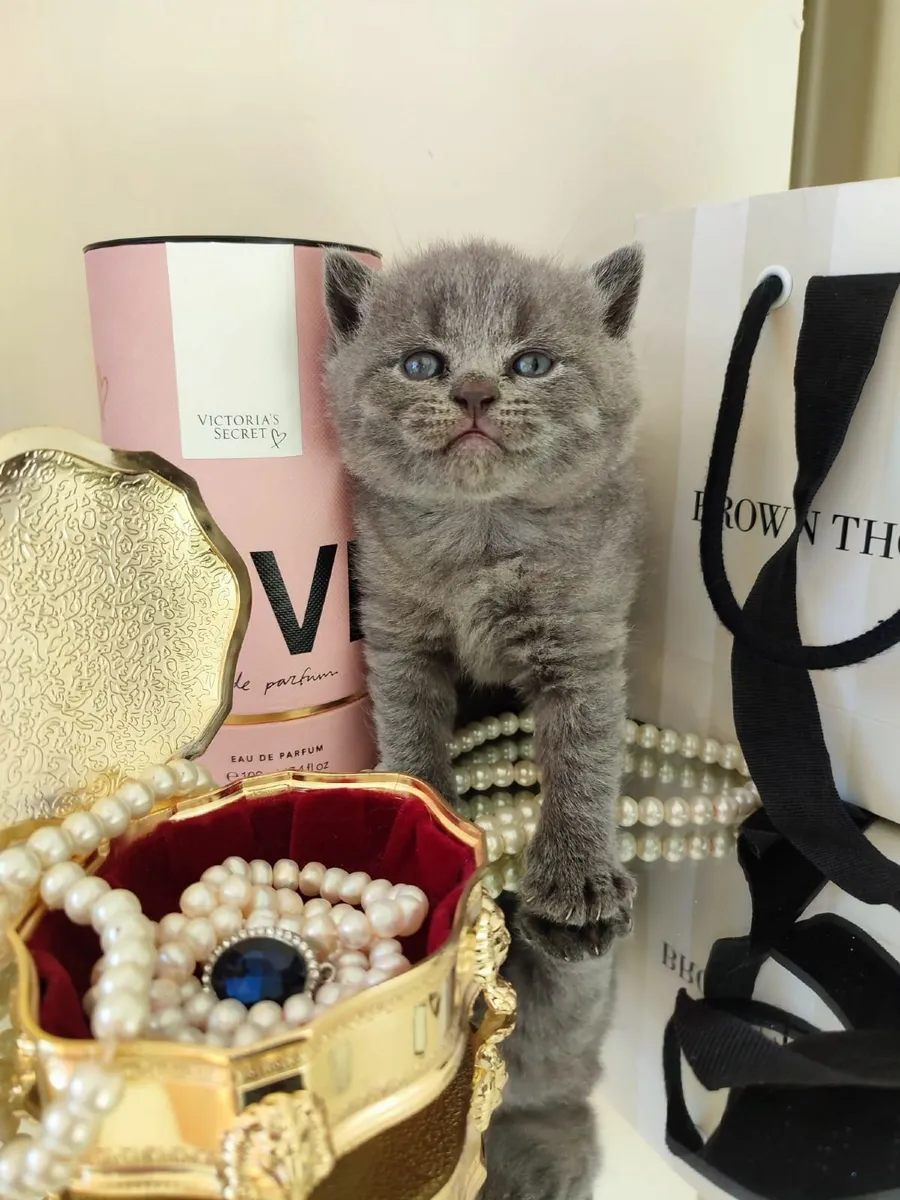 British shorthair kittens 🥰 - Image 4