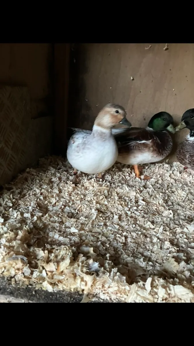 Call ducks - Image 4