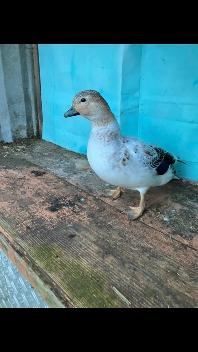 Call ducks - Image 4