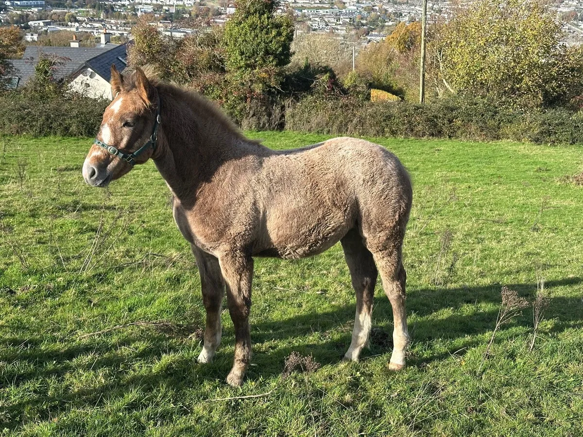 ID Filly Foal