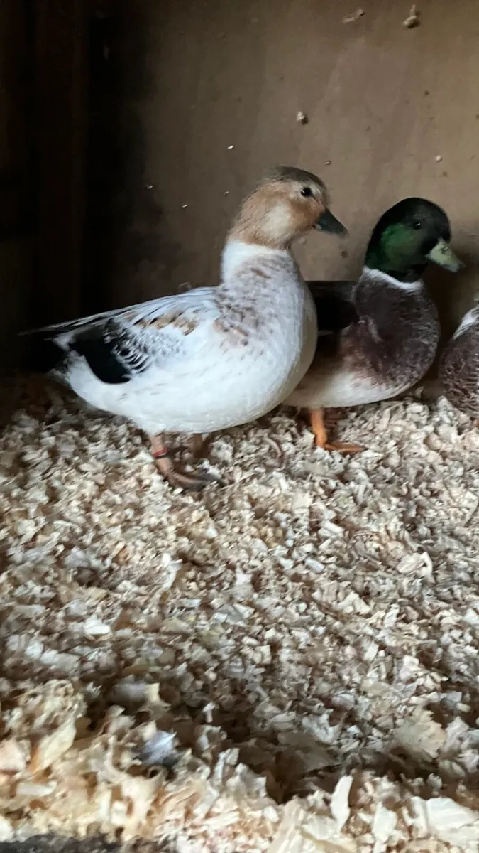 Call ducks - Image 2