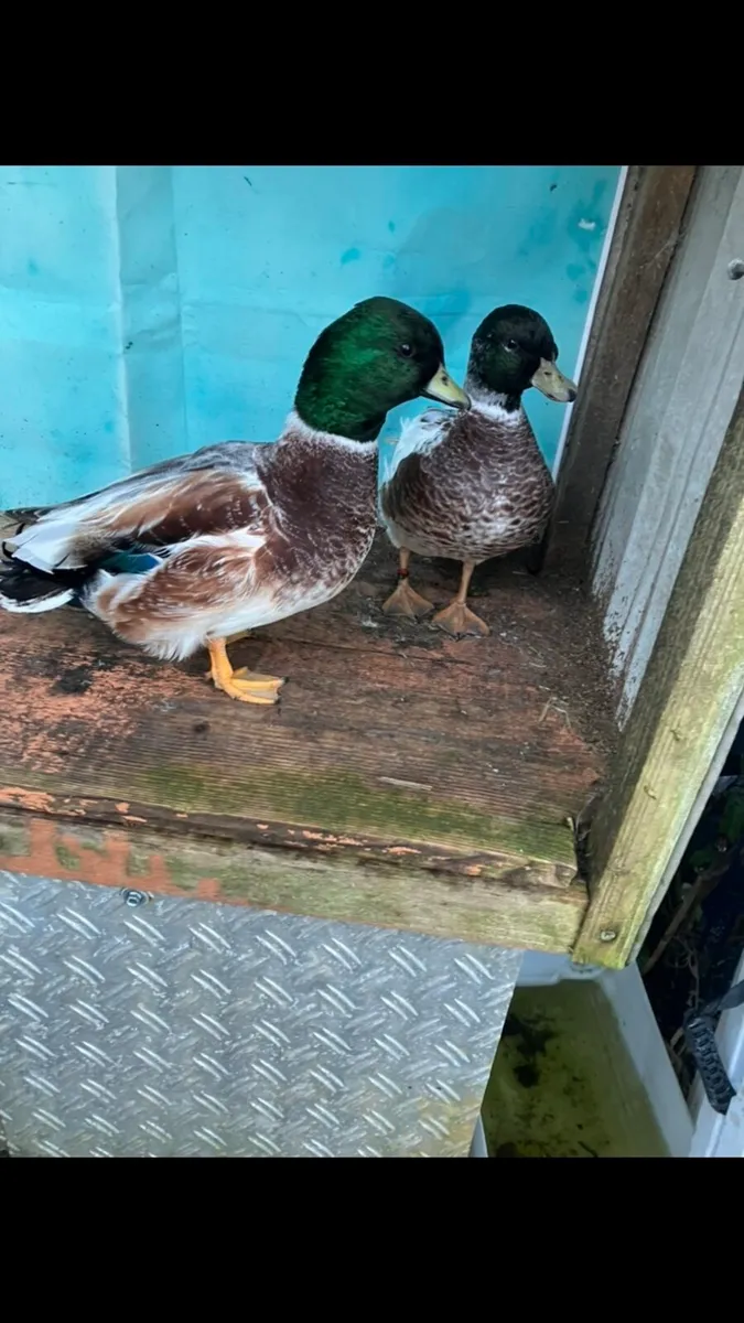 Call ducks - Image 3