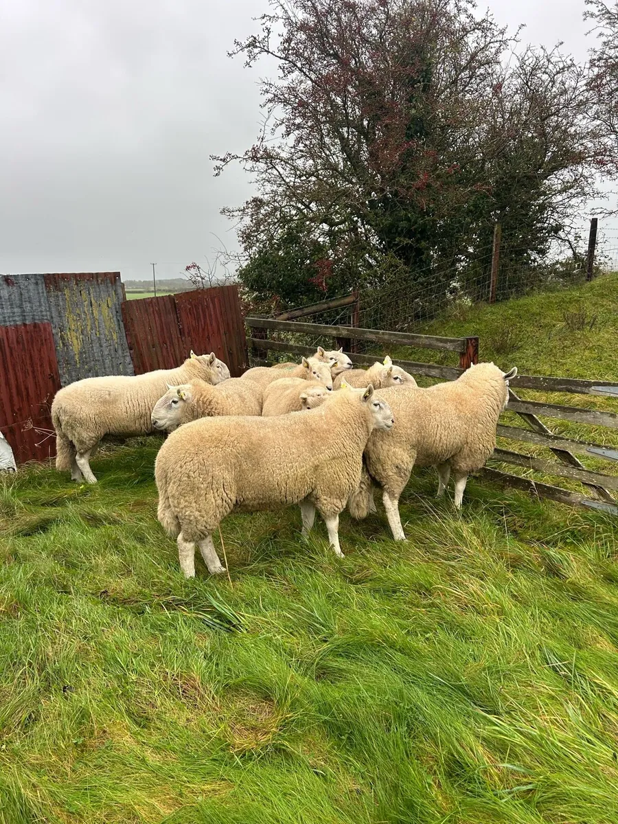 8 Wicklow  Cheviot hogget ram Cahir mart Friday 31