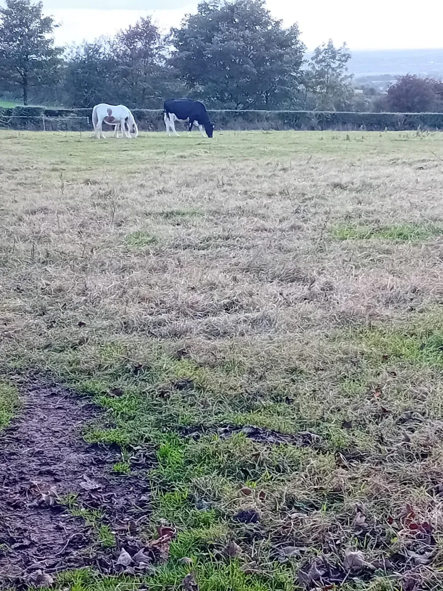 Yearline Filly - Image 2