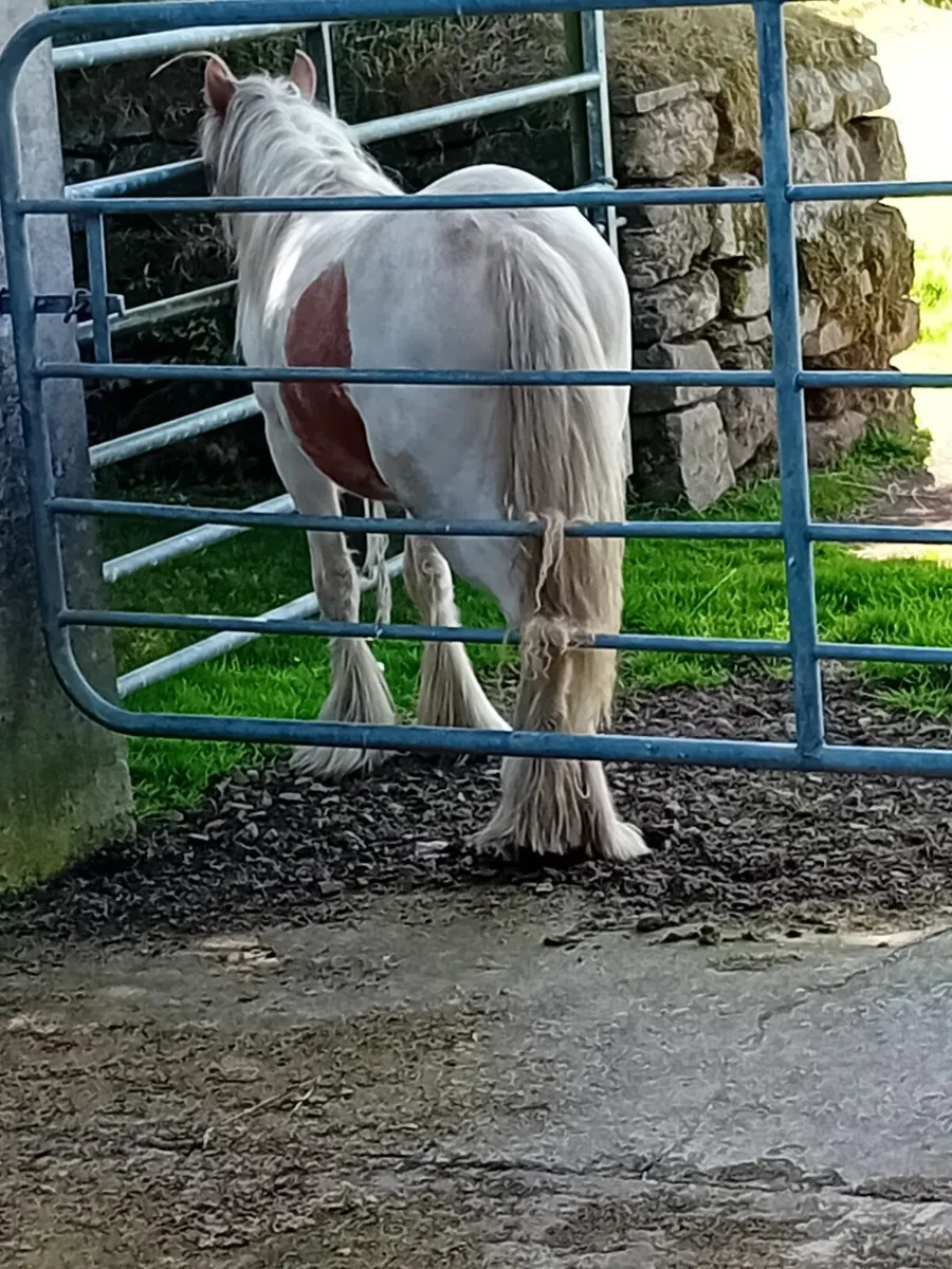 Yearline Filly - Image 3