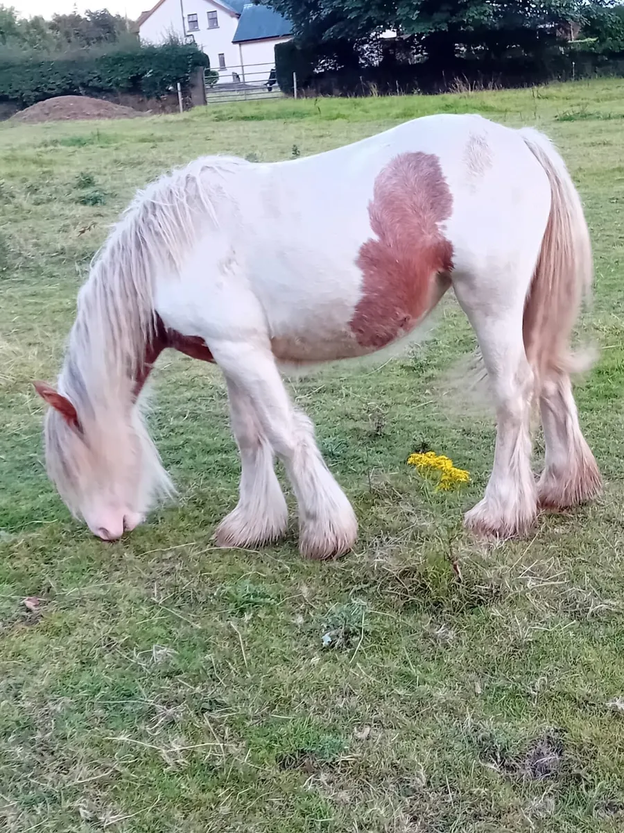 Yearline Filly - Image 1