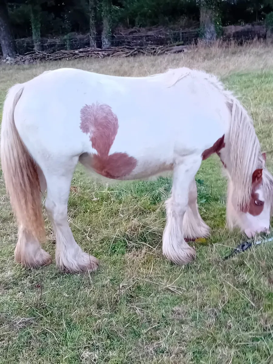 Yearline Filly - Image 4