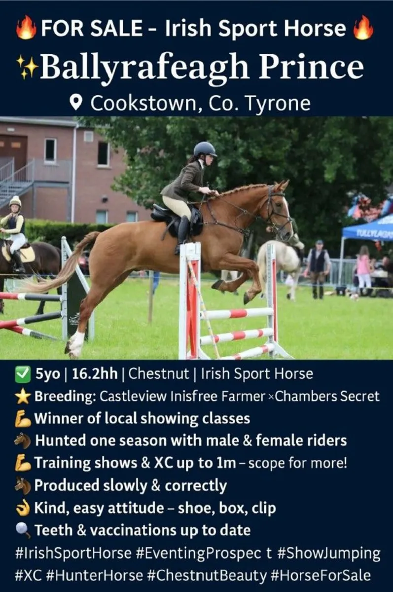 Irish Sport Horse  (All Rounder/Hunter) - Image 1
