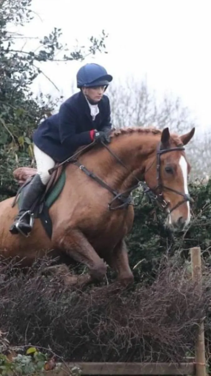 Irish Sport Horse  (All Rounder/Hunter) - Image 2